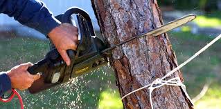 Best Fruit Tree Pruning  in Kerrville, TX