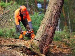 Best Tree Disease Treatment  in Kerrville, TX