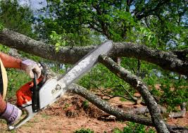 Best Tree Mulching Services  in Kerrville, TX