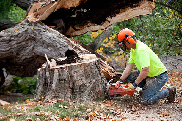 Best Tree Fertilization Services  in Kerrville, TX