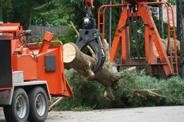 Best Residential Tree Removal  in Kerrville, TX