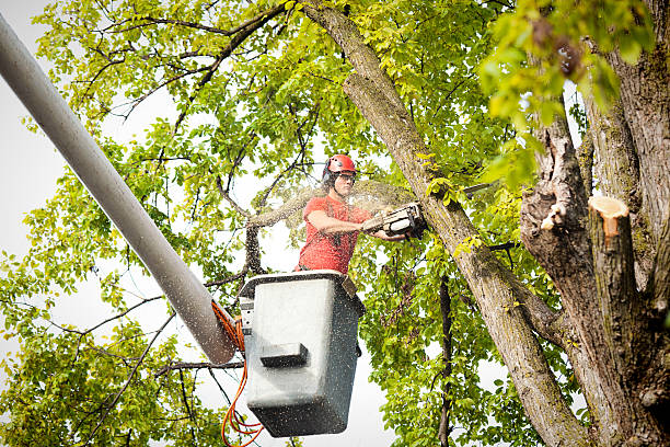 Best Hedge Trimming  in Kerrville, TX