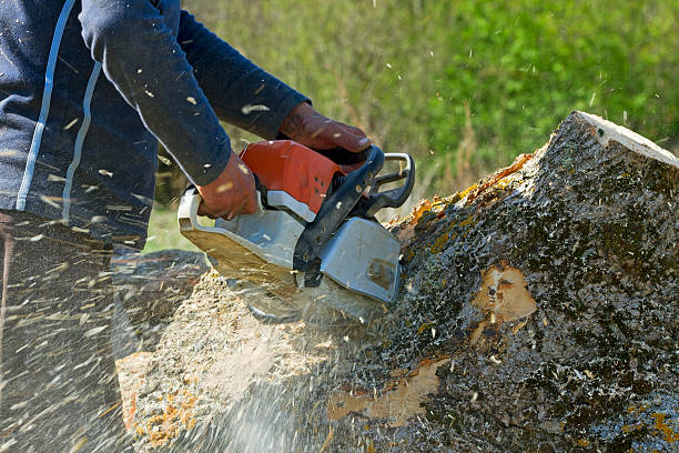 Seasonal Cleanup (Spring/Fall) in Kerrville, TX