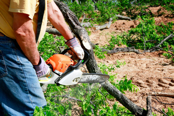 Best Tree Cabling and Bracing  in Kerrville, TX